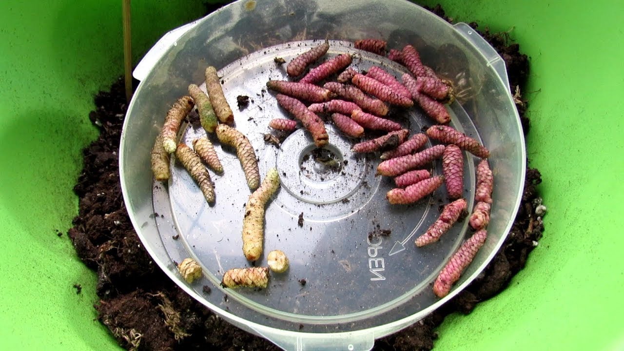 Как правильно ВЫВЕСТИ  АХИМЕНЕС из периода ПОКОЯ.