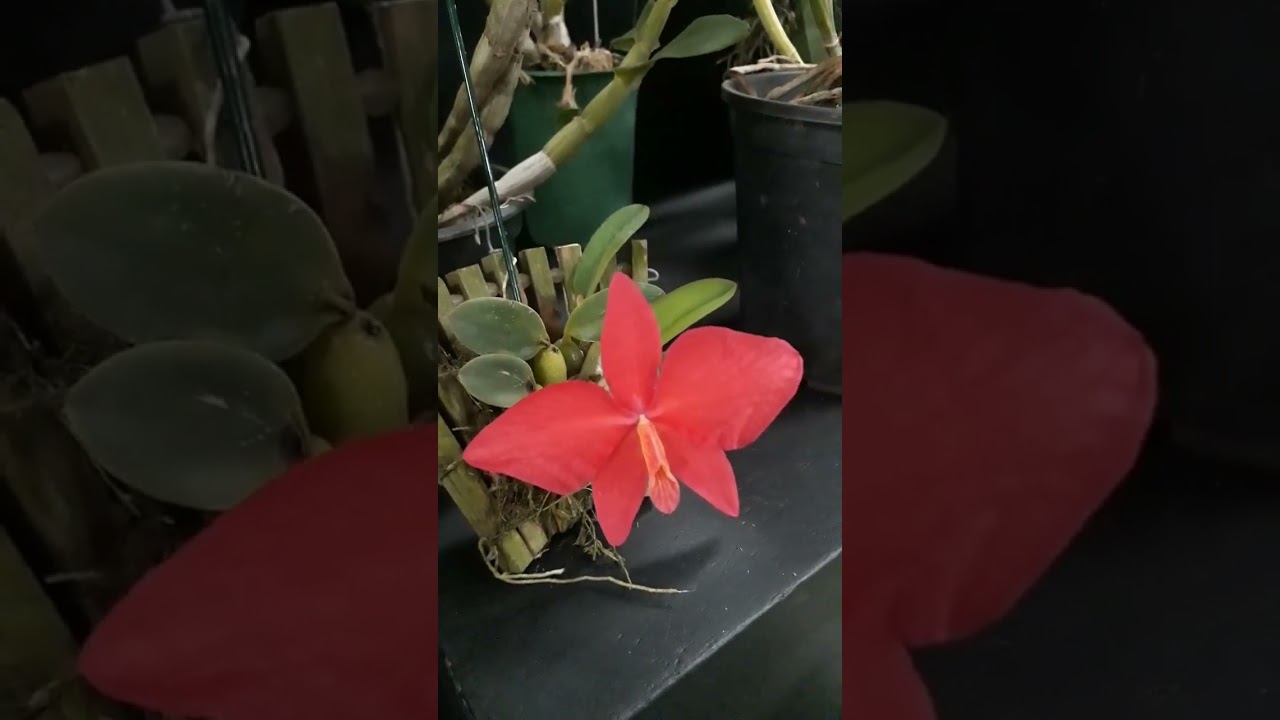 orqu&iacute;dea sophronitis wittigiana