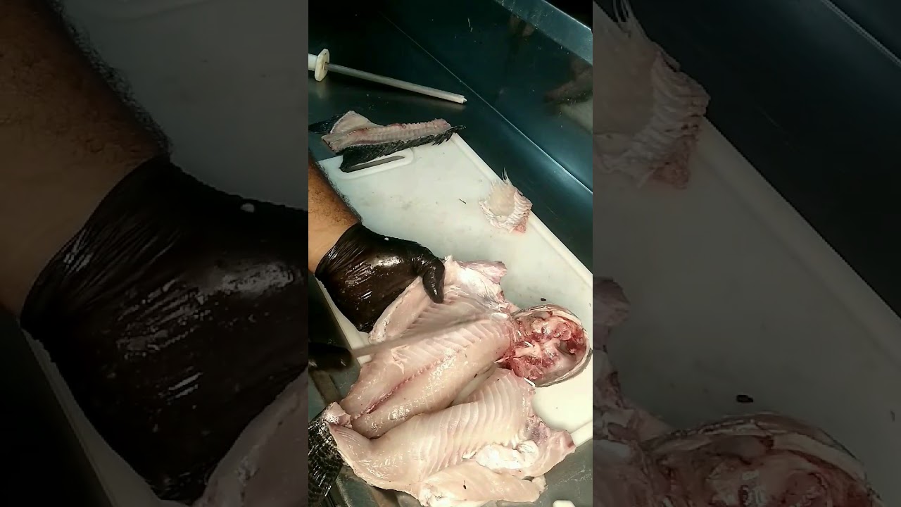 tilápia espalmada