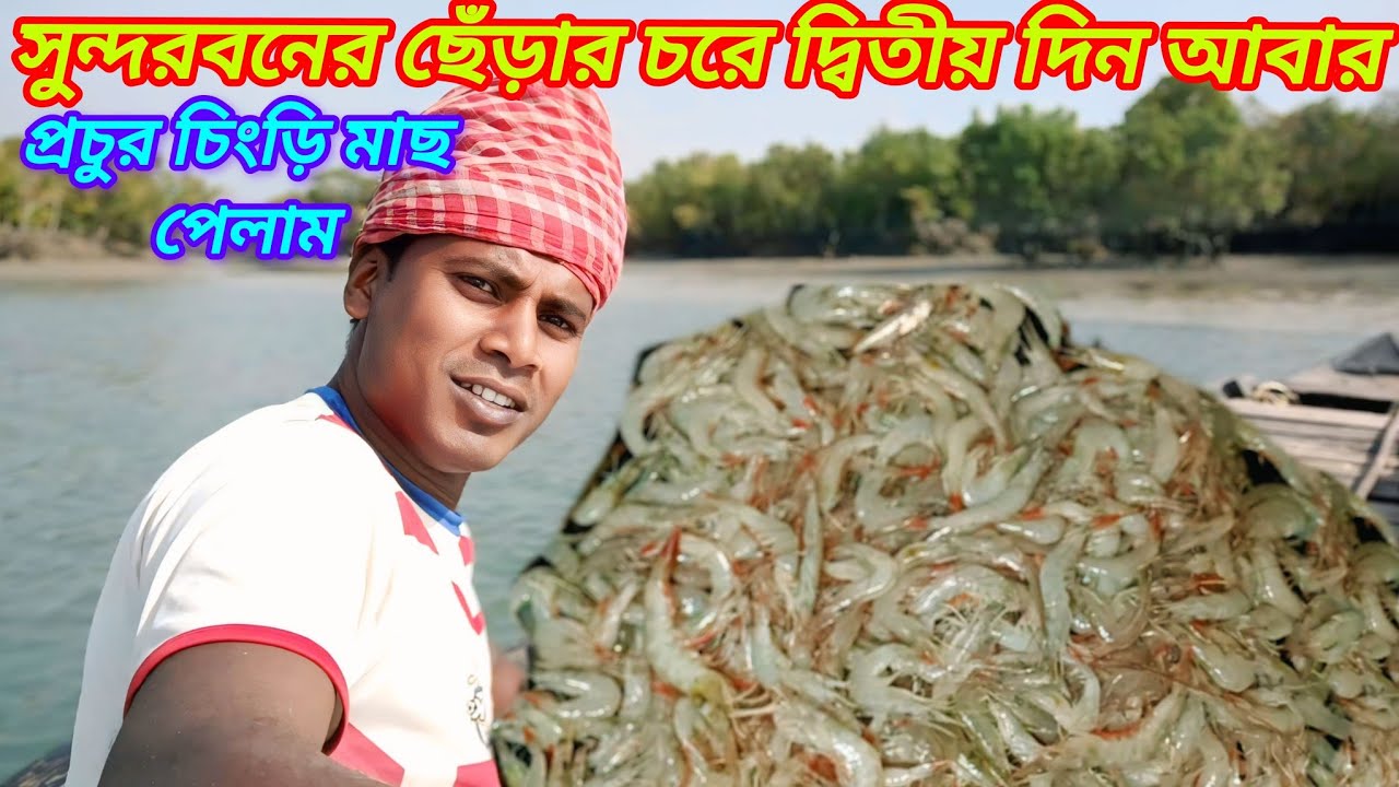 সুন্দরবন নদীতে খয়রা জাল টেনে আবার প্রচুর চাওড়া চিংড়ি ধরলাম।