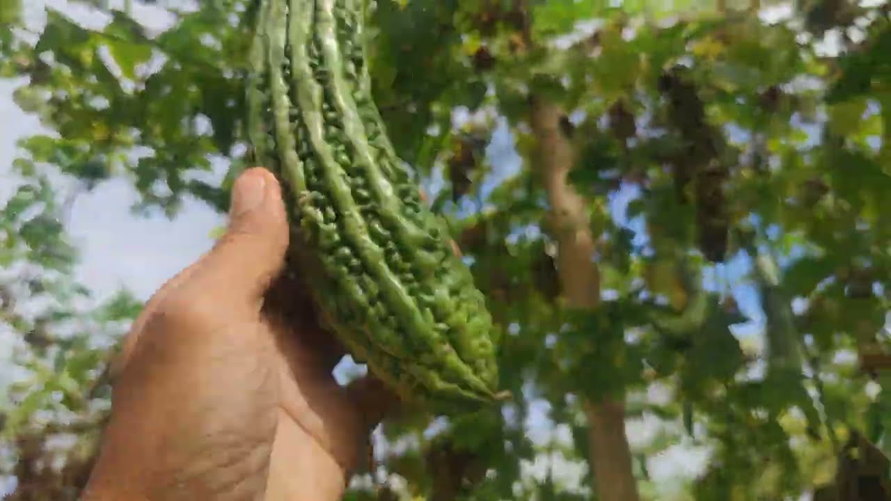 VEGETABLE PRICE UPDATE - December 16 2025