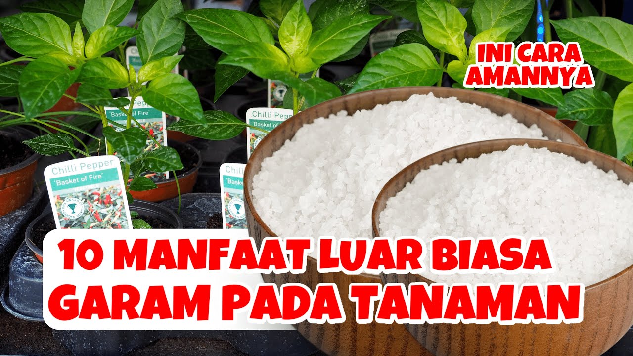 𝐌𝐔𝐑𝐀𝐇 & 𝐃𝐀𝐒𝐇𝐘𝐀𝐓 𝐊𝐇𝐀𝐒𝐈𝐀𝐓𝐍𝐘𝐀..!! 10 𝐌𝐀𝐍𝐅𝐀𝐀𝐓 𝐆𝐀𝐑𝐀𝐌 & 𝐂𝐀𝐑𝐀 𝐀𝐏𝐋𝐈𝐊𝐀𝐒𝐈 𝐊𝐄 𝐓𝐀𝐍𝐀𝐌𝐀𝐍