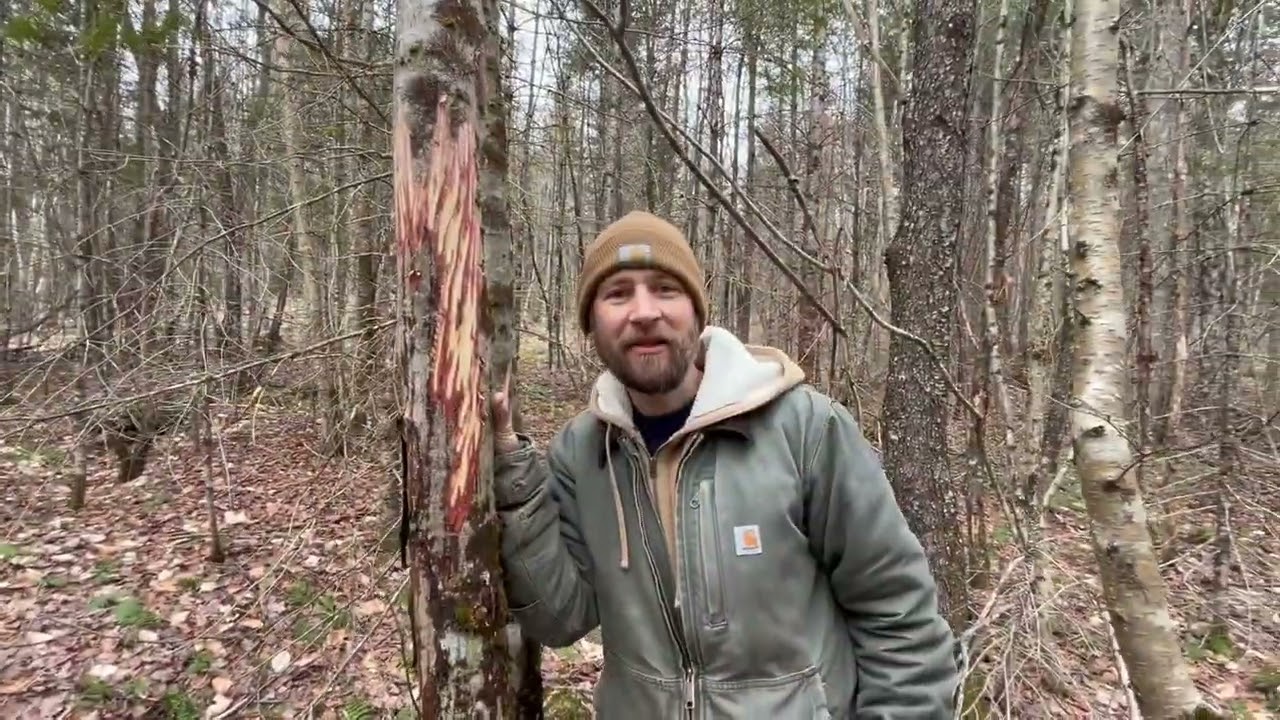 Moose Spaghetti Stripping and Scat