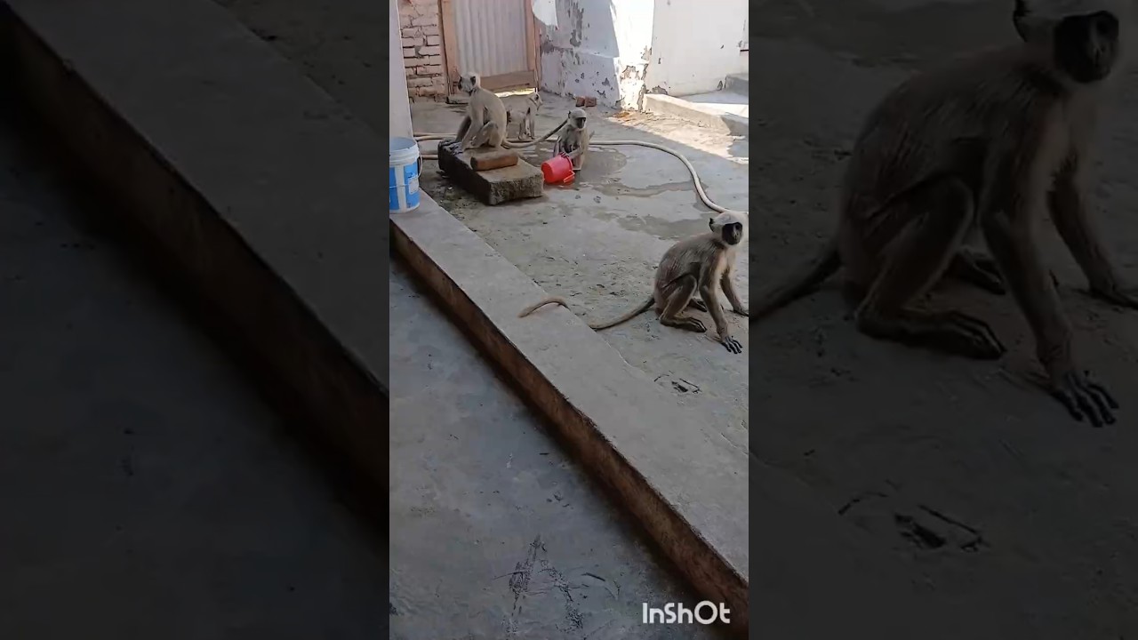 बन्दर घर के अंदर 