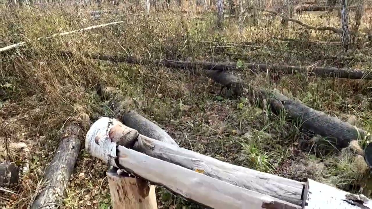 Путешествие в тайгу, лесные местные обитатели.