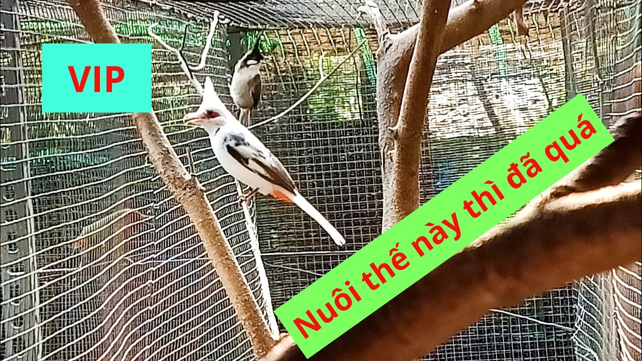 GIAO CHIM CHO KH&Aacute;CH VIP SẴN QUAY CHIM SINH SẢN CHO ANH EM XEM