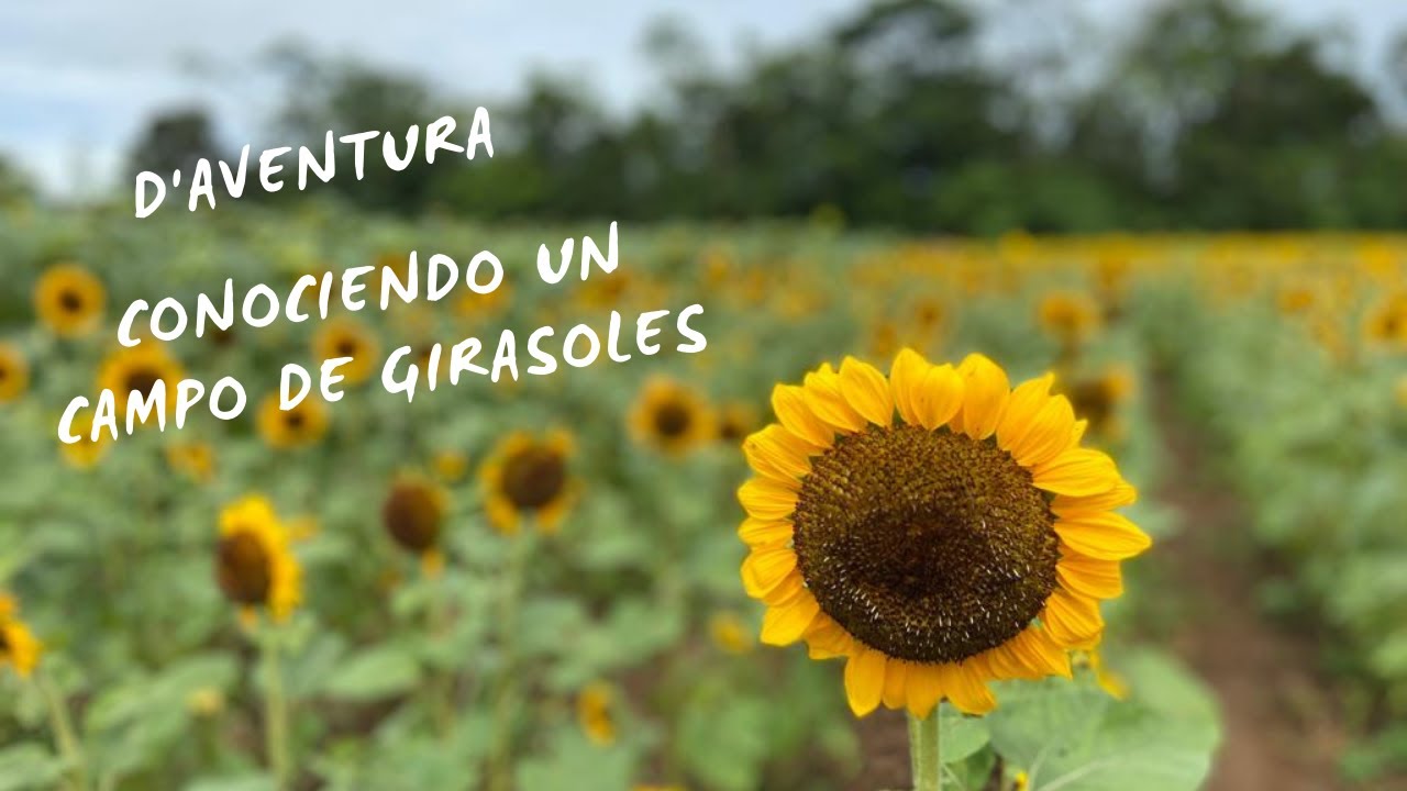 El Campo de Girasoles más grande de Costa Rica 🌻🌻🌻