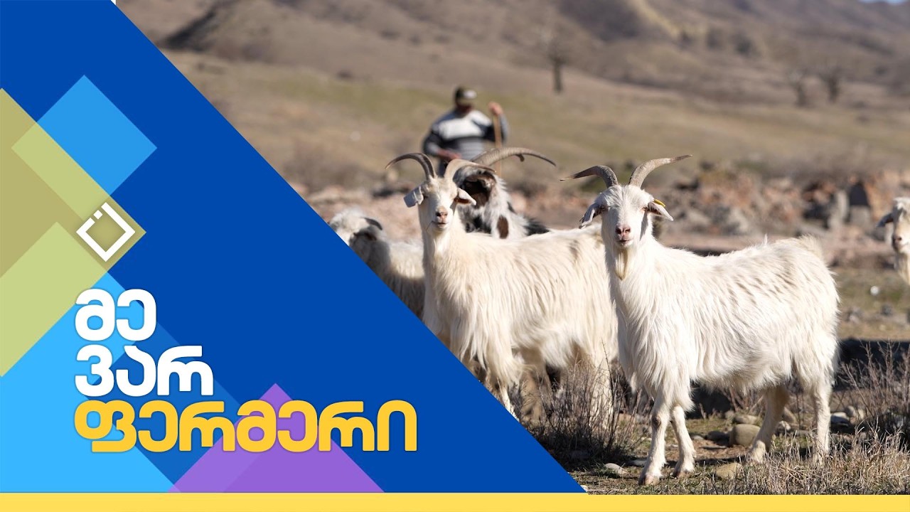 მეთხეობის გზა ახალგორში | მე ვარ ფერმერი | 24.02.2026