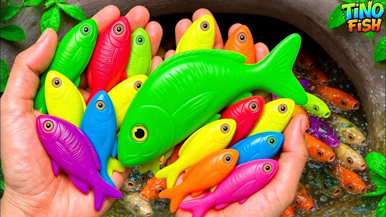 I get colorful ornamental fish in tiny pond, platy fish, glass fish, pencil fish, guppies, eel, koi🐠
