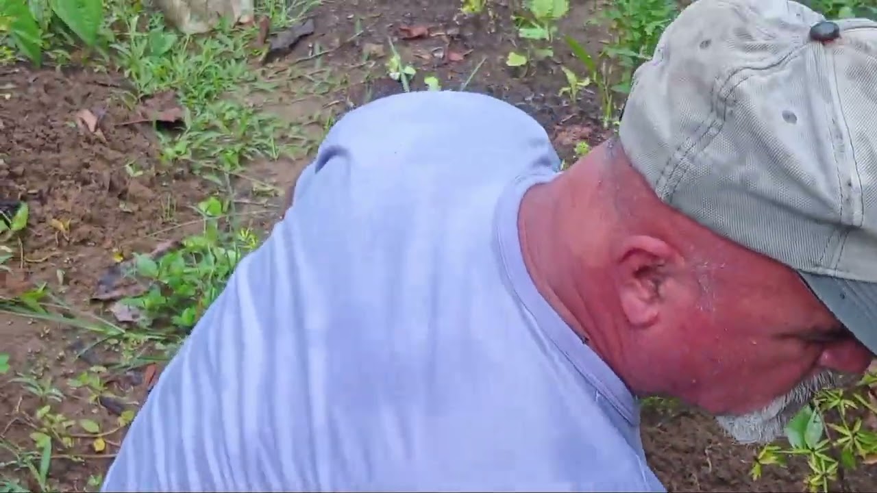 Plantamos 🍅  e pimenta