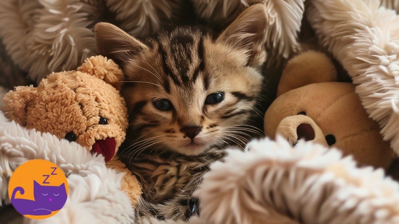 Calming Classical Music for Cats - SLEEP / HOME ALONE / ANTI-ANXIETY 🐱💤