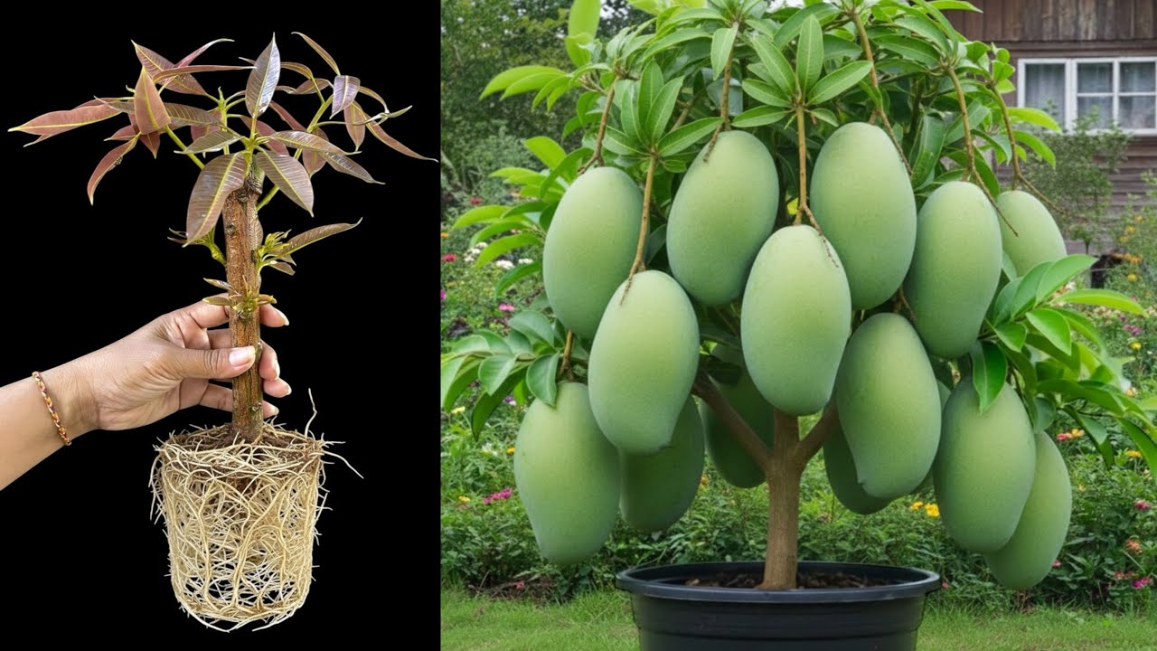 Best Skill Technique Grafting Mango and sweetsop Tree with Aloe Vera/ how to grow mango tree 