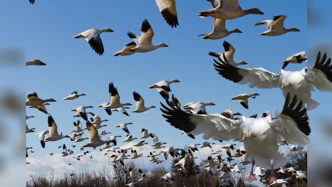 Snow Goose In The Wild | wild sounds goose | hunting call
