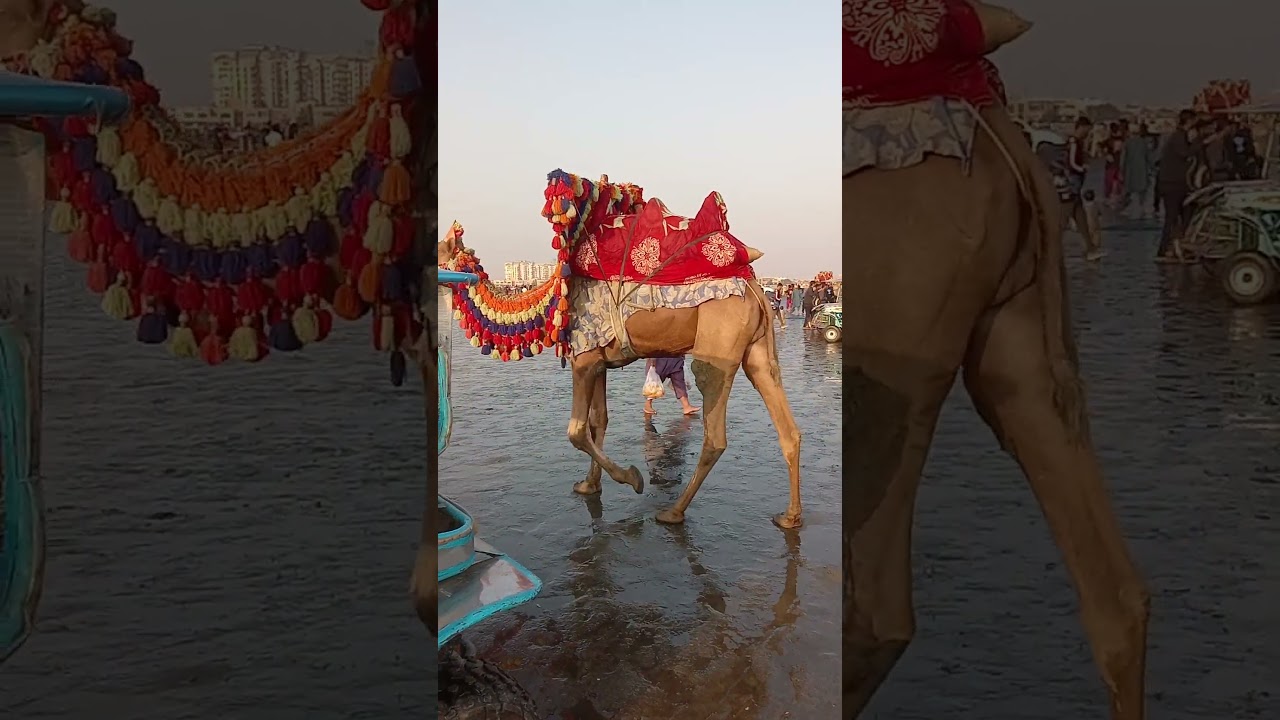 #camells #animals #cvu #karachi #sindh #dance