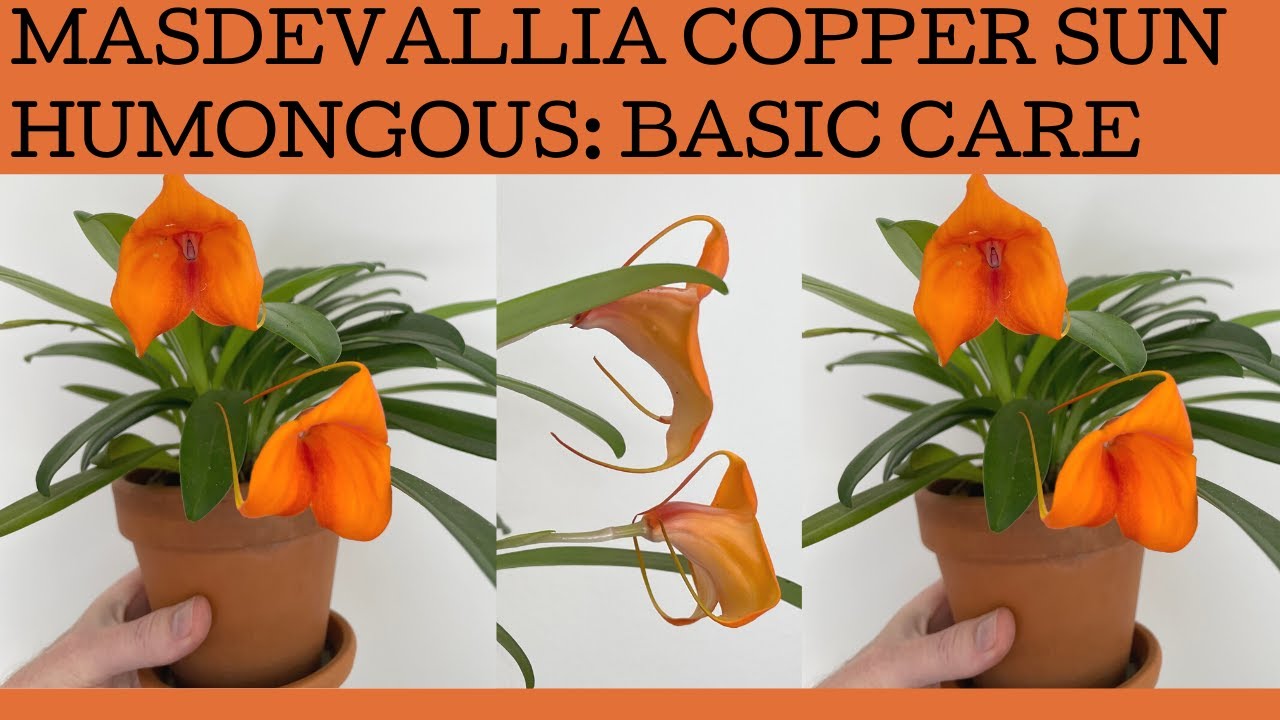 Masdevallia orchid follow up! From one bloom last year to three this year: time for a check in!