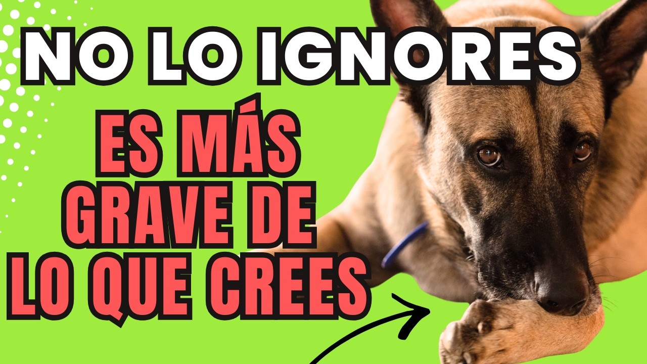 5 GRITOS de AYUDA de tu PERRO que CONFUNDES con MAL COMPORTAMIENTO 🐶😢