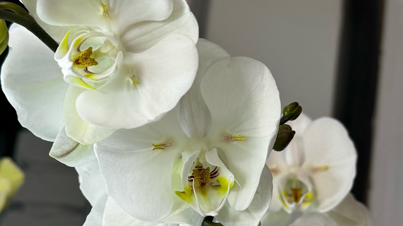 🤍Мои невестушки🤍