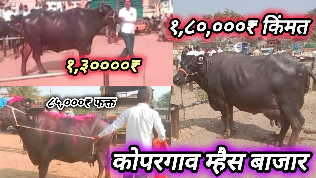 सोमवारचा कोपरगाव म्हैस बाजार टॉप क्वालिटीच्या म्हैस! Buffalo market Kopargav
