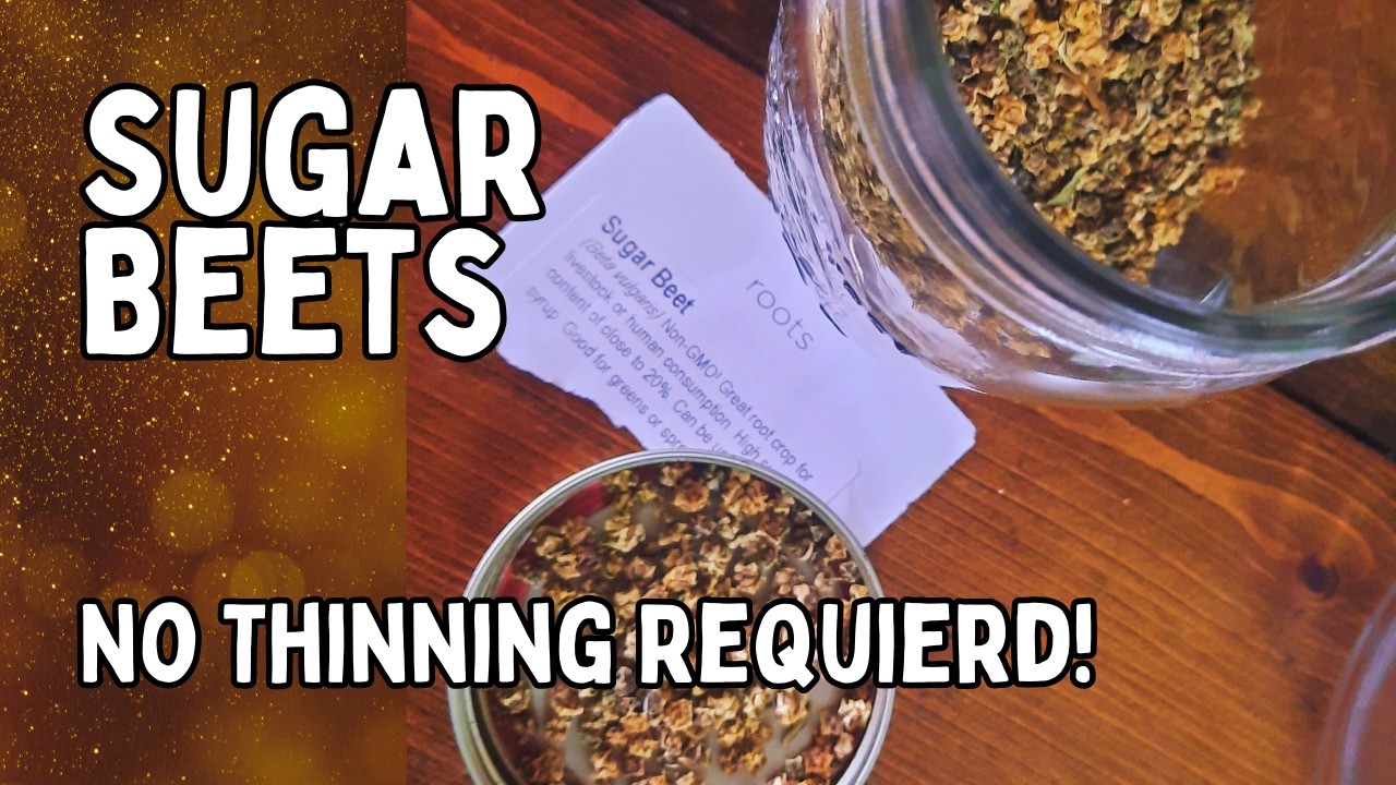 Как сажать сахарную свеклу в небольших масштабах: секрет выращивания без прореживания.