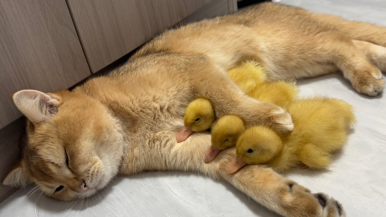 Cat wants to be a duck mother and invites ducklings to cuddle and sleep together! Cute funny pet
