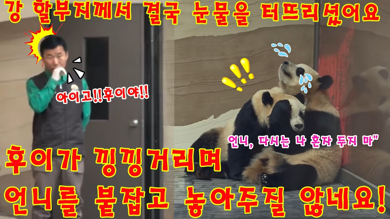 맙소사!💥후이바오가 서럽게 낑낑거리며 언니를 붙잡고 도저히 놓아주질 않네요💦그 광경을 지켜보던 강 할부지도 결국 참았던 눈물을 터뜨리고 말았습니다😭