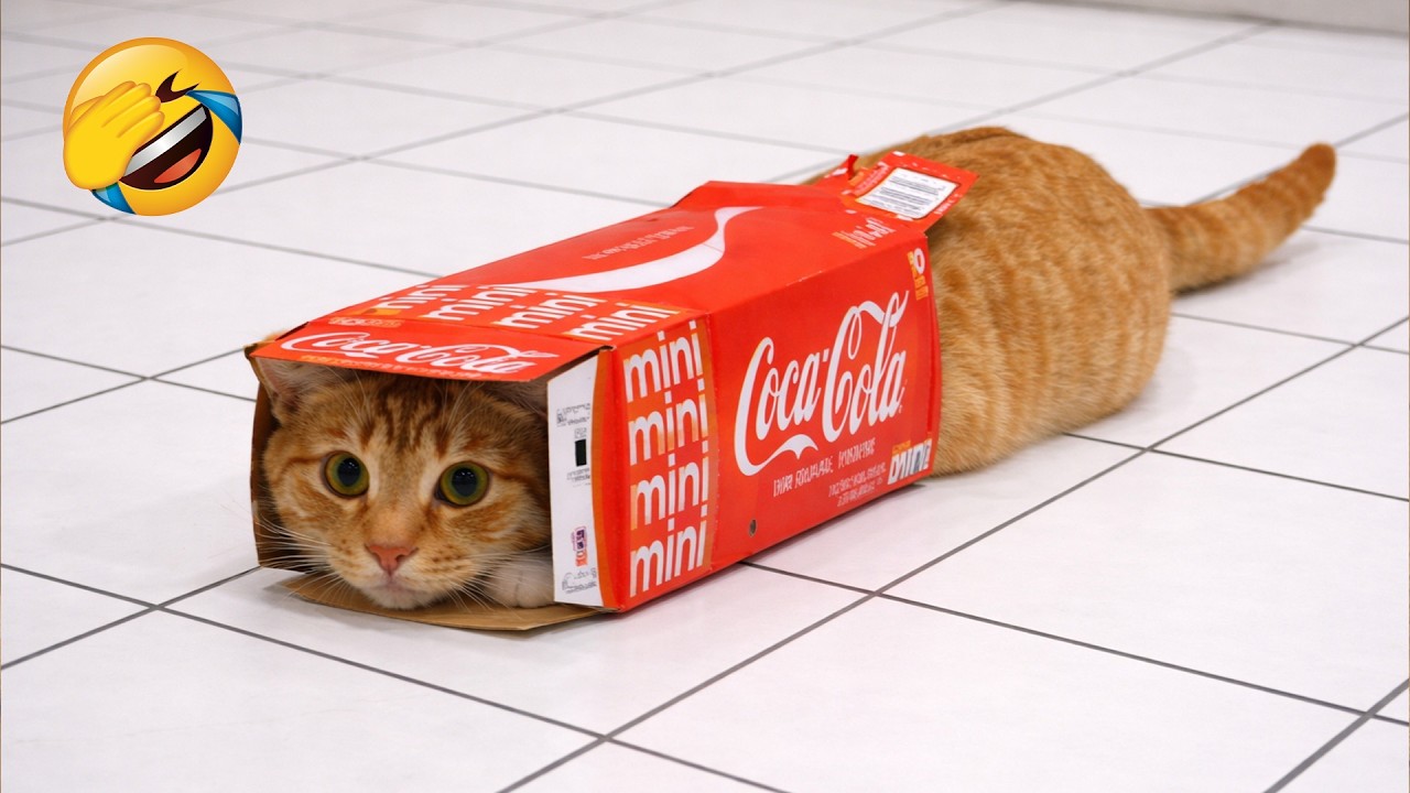 Try Not To Laugh 😅 Funniest Cats and Dogs Videos 2026 😽🐶 Part 22