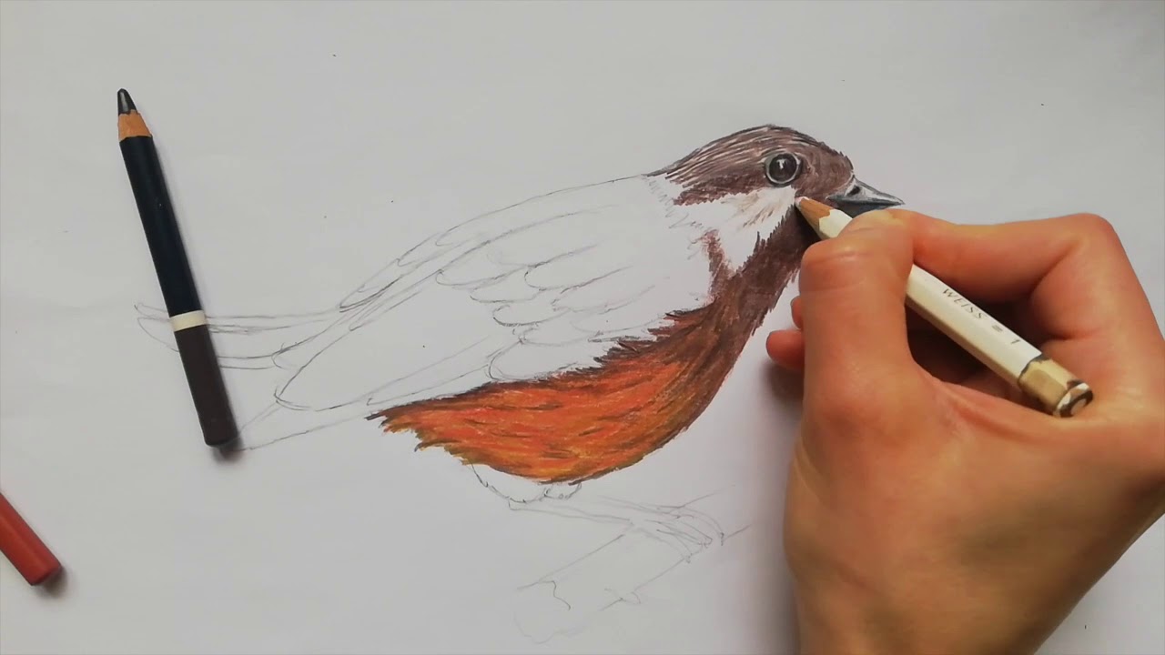 Tecniche artistiche: disegno di un uccello