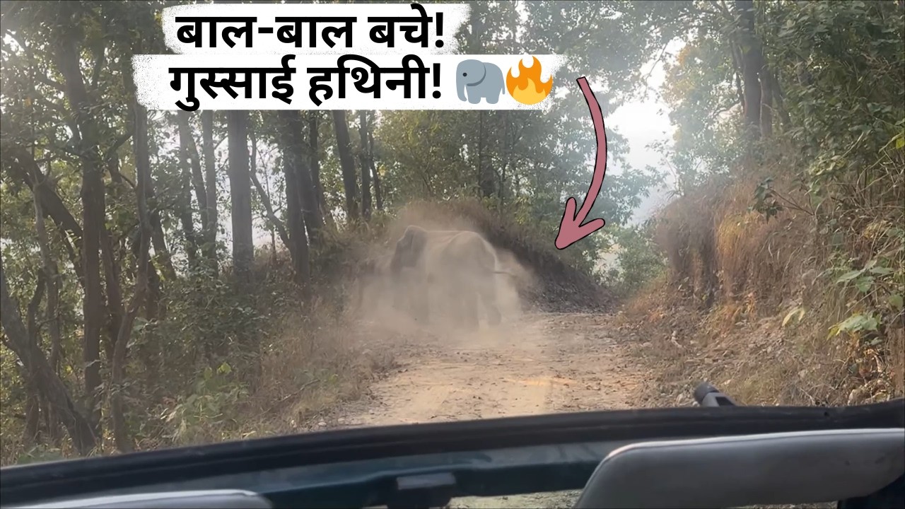 Jim Corbett के Haldupurao में खतरनाक मोड़… सामने खड़ी थी हथिनी अपने बच्चे के साथ!