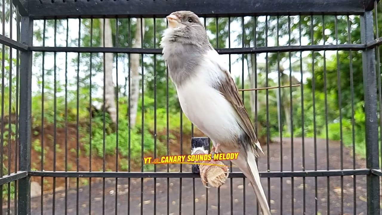 Canário com Canto Raro e Forte – Ótimo para Seu Mestre Canário HD - CANARY SOUND MELODY