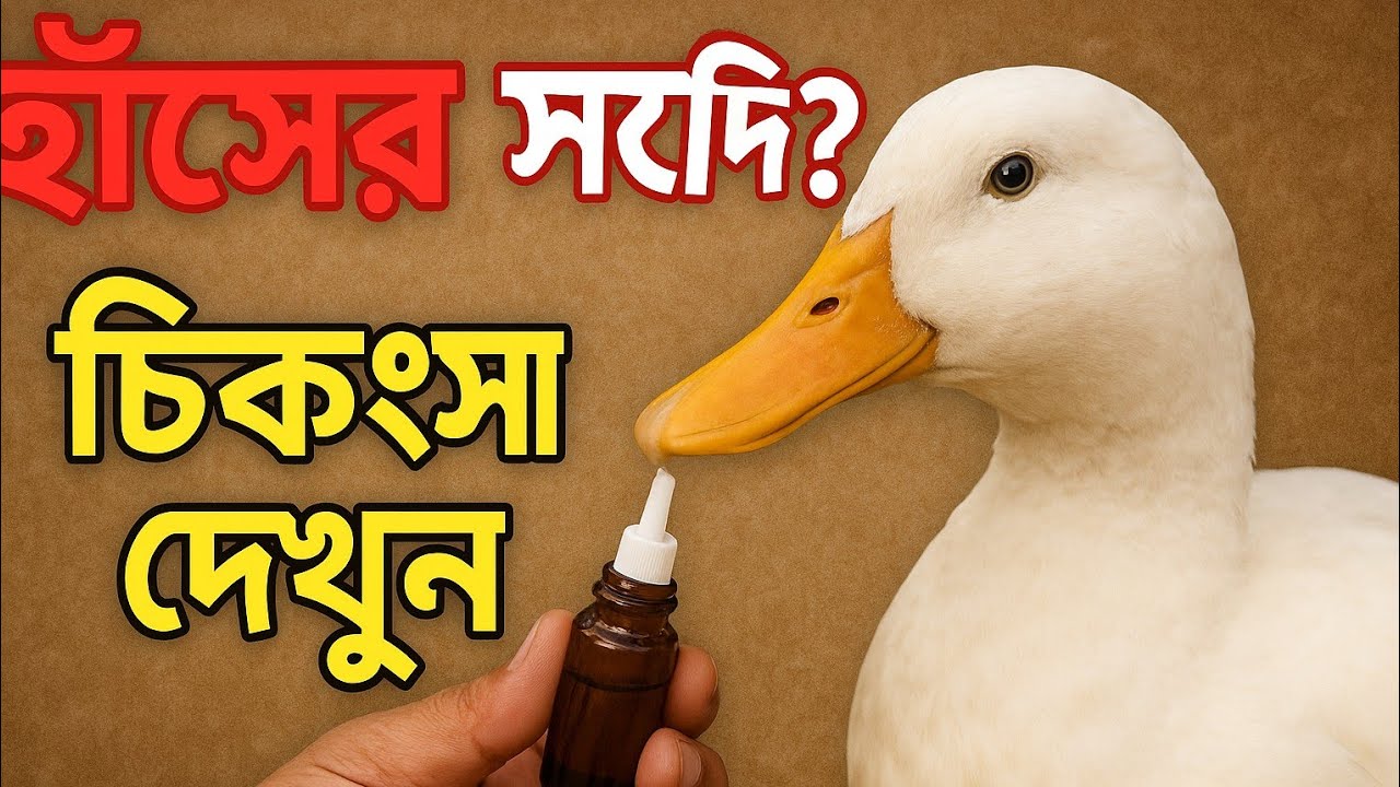 হাঁসের সর্দি-কাশি চিকিৎসা | হাঁসের ঠান্ডা লাগা নিরাময় |
