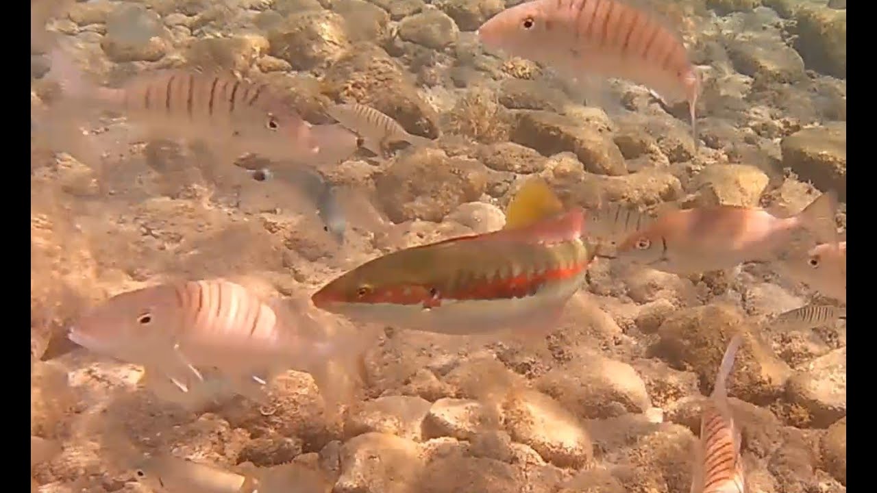 Snorkelling from the beach in Kardamena, Kos. July 2022. Akaso EK7000 underwater camera.