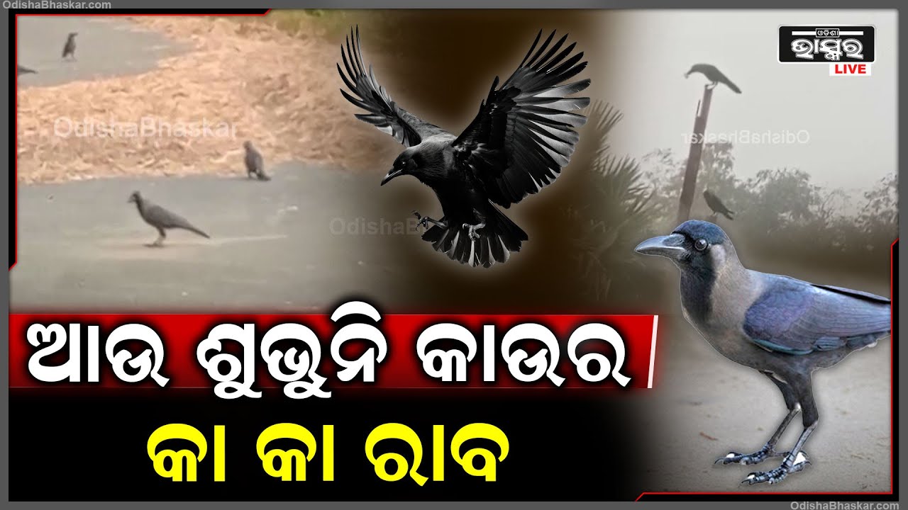 ଆଉ ଶୁଭୁନି କାଉର କା କା ରାବ, ଗାଁ ହେଉକି ସହର ଦିନକୁ ଦିନ କମି ଚାଲିଛି କାଉ ସଂଖ୍ୟା..