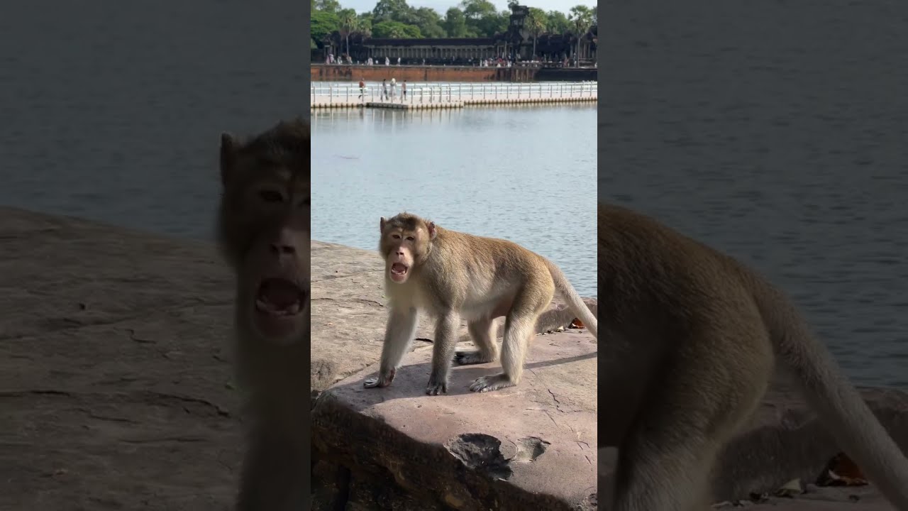 EP.1 Mila Troop monkey 