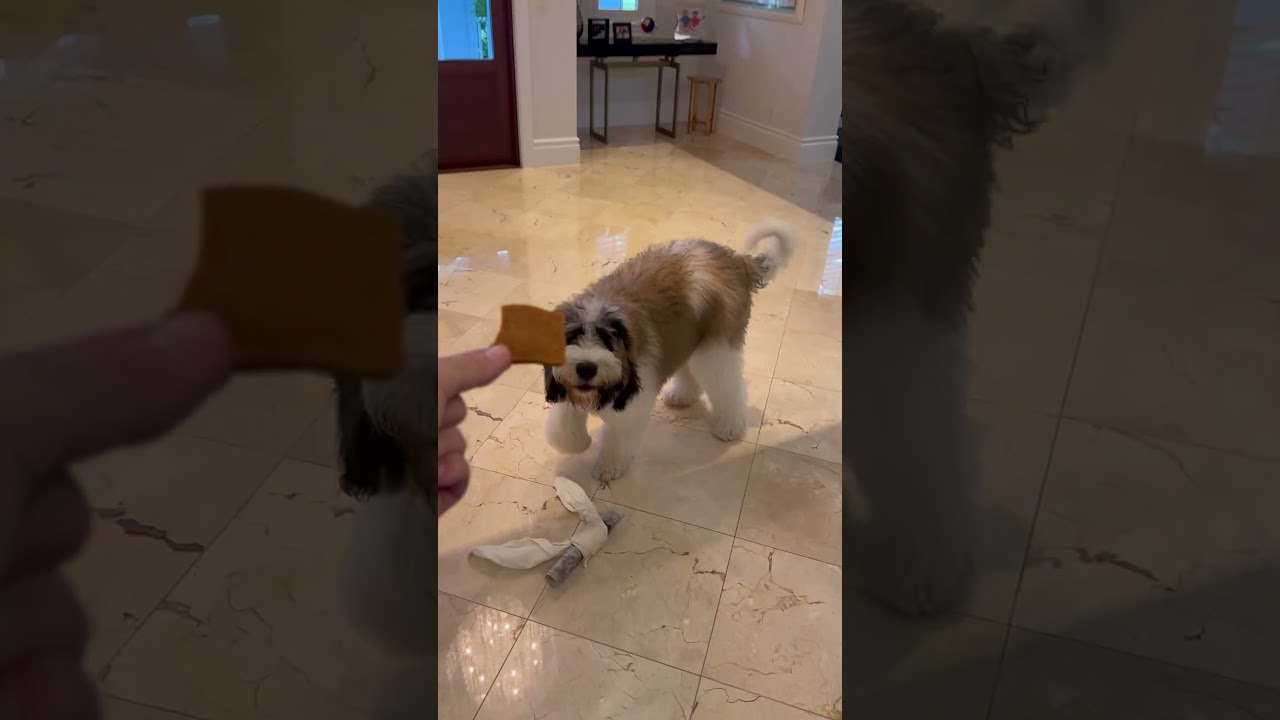 Ruby (Saint Berdoodle) learning that giving is better than taking 