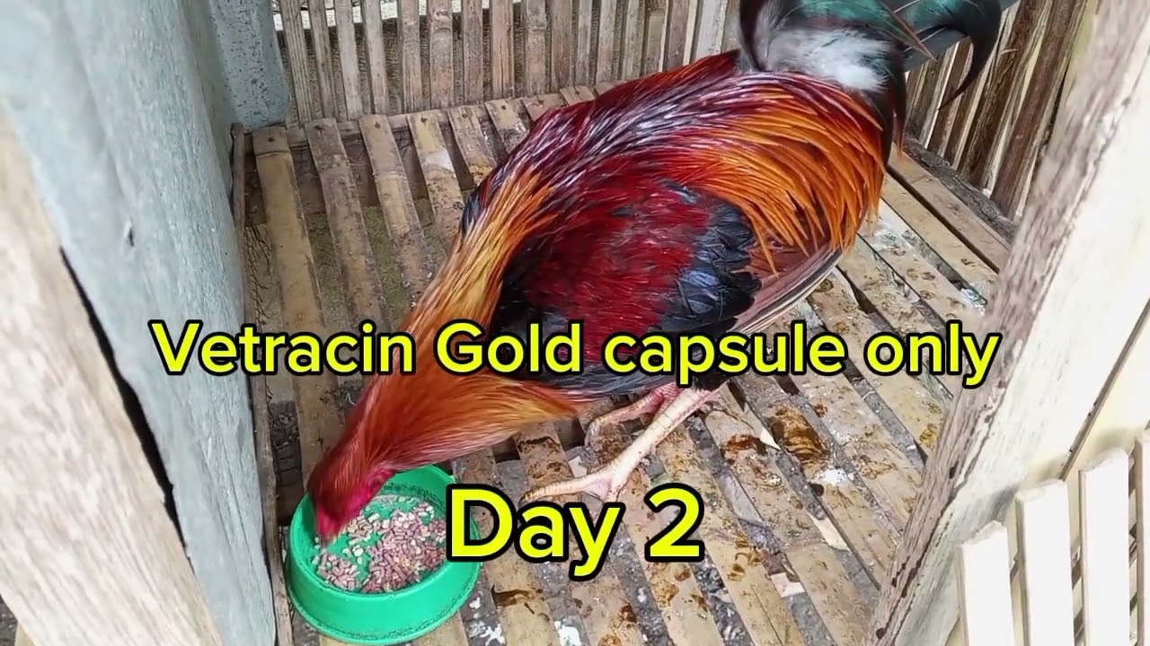 LAWAY - LAWAY or FOWL CHOLERA . Mabisang Gamot?