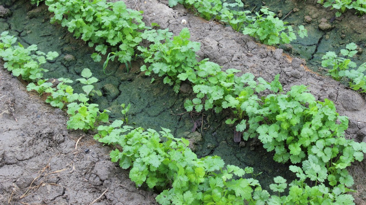 Cultivo de Cilantro: Plagas y Enfermedades