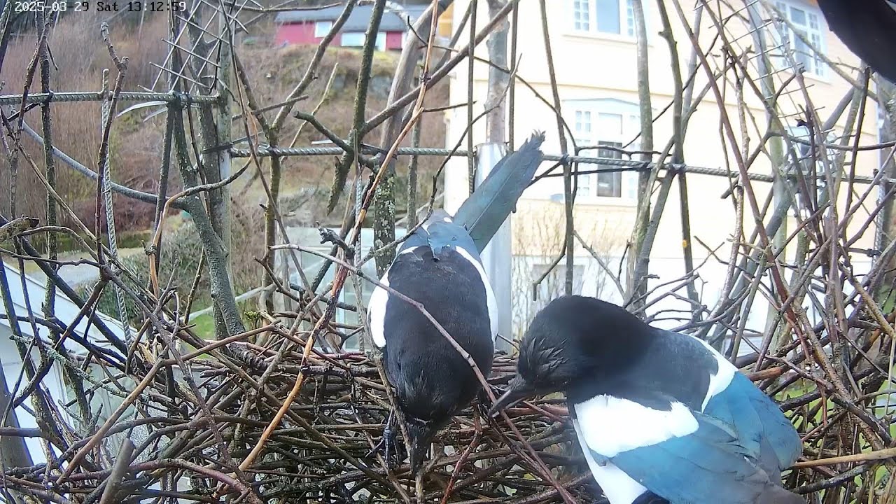 250331 magpies, seagulls, oystercatchers, beginning of the spring