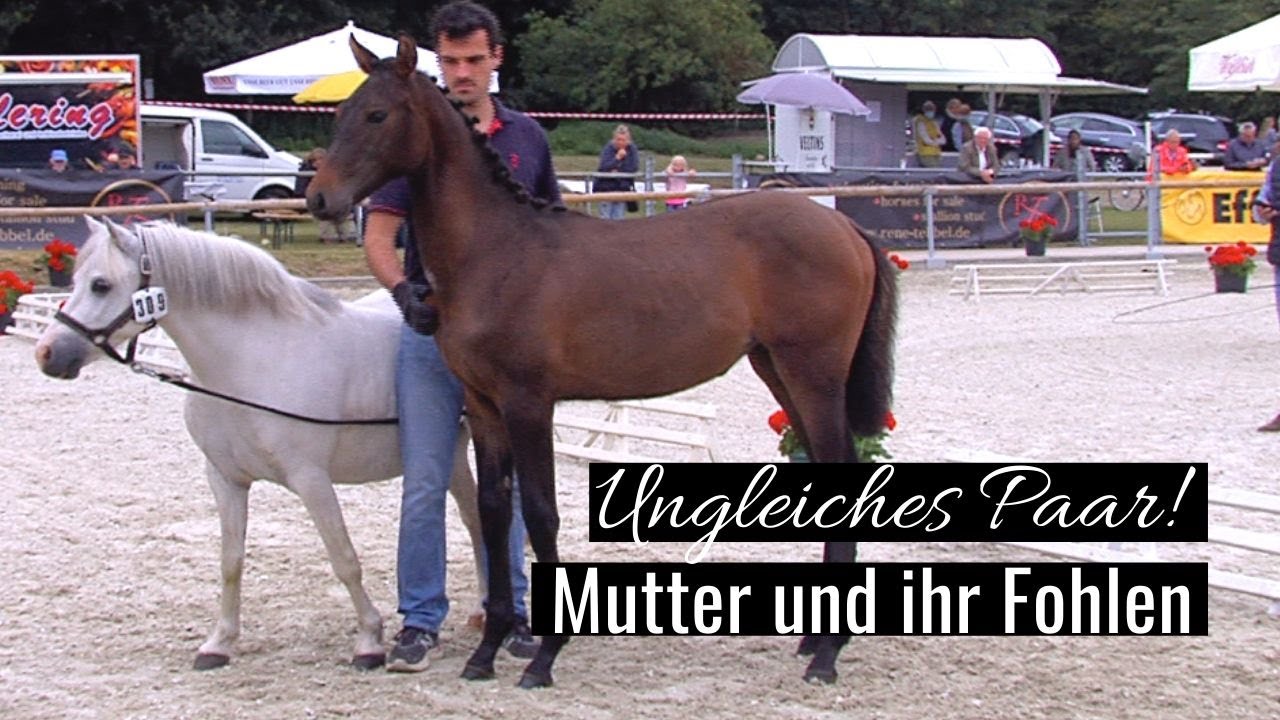 Einfach unglaublich 😱 Als Ammenstute begleitet die Pony Stute ein Dia Corrado x Conthargos Fohlen