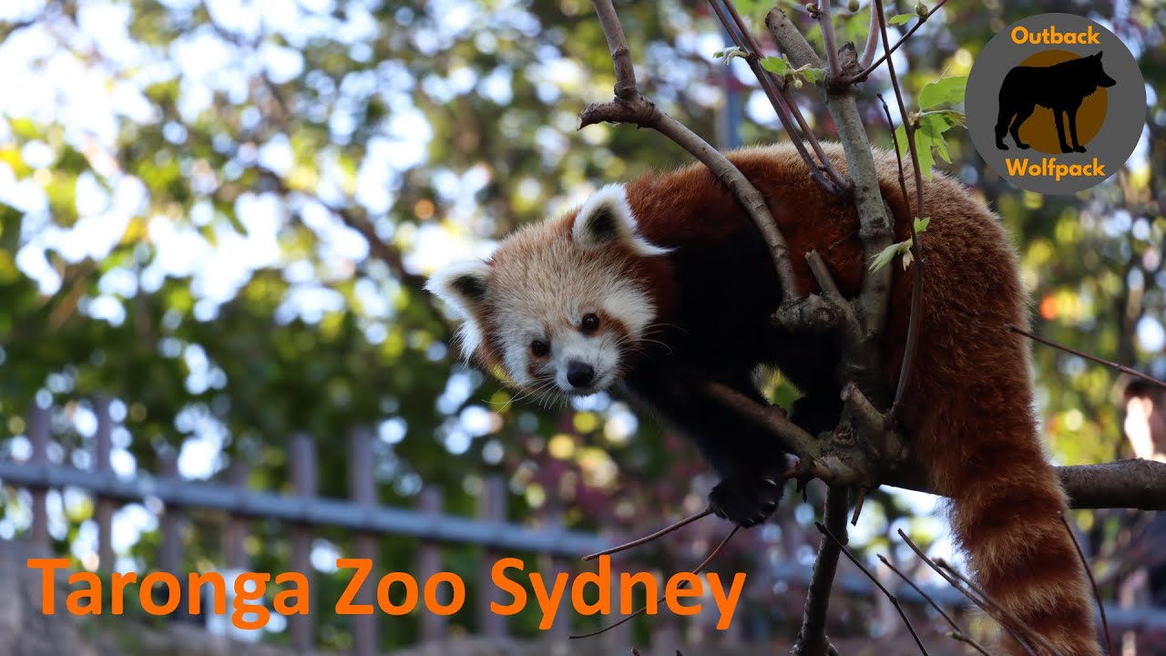 Taronga Zoo Sydney - Day Trip