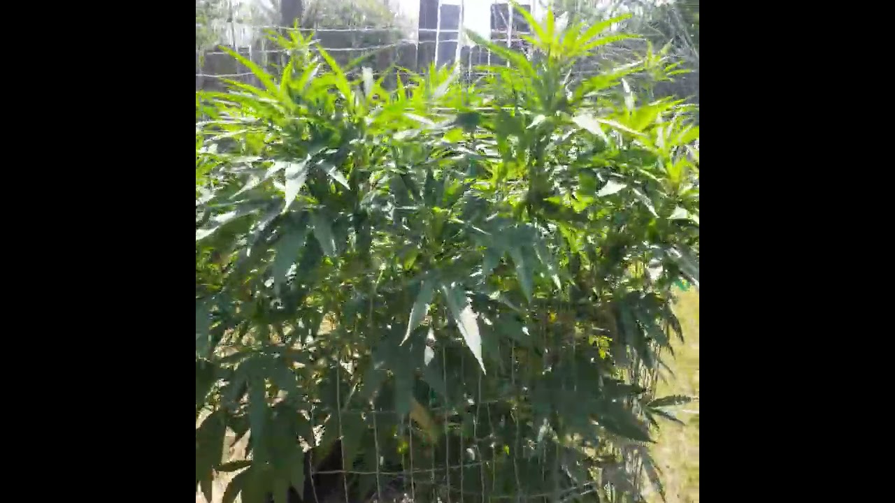 OUTDOOR GROW MENDO DOPE OG , PLATINUM OG , RUNTZ 🔥🔥