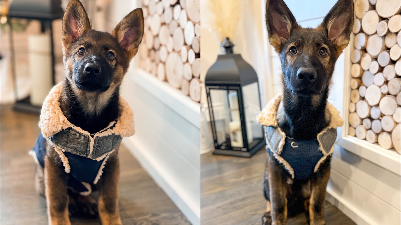 Watch My German Shepherd Puppy Grow