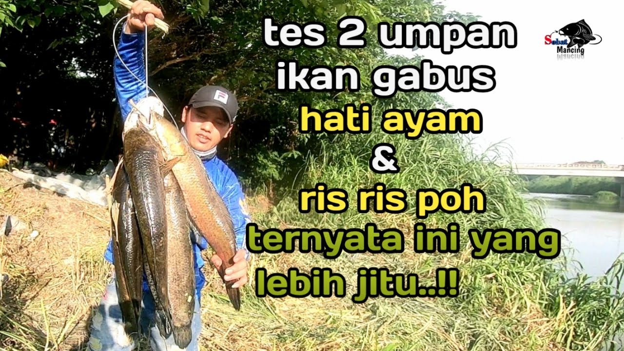 terbukti..! Umpan Mancing Ikan Gabus Paling Ampuh | sobat mancing
