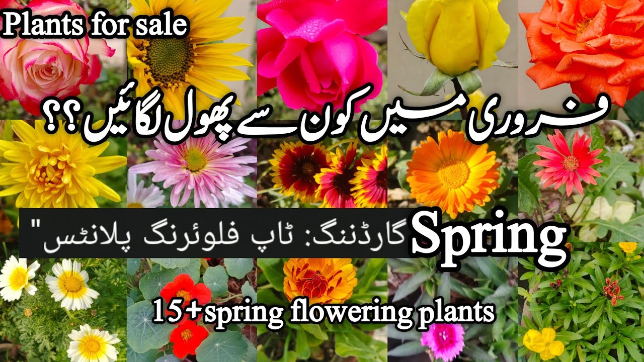 Which Flowering Plants add in your garden in February Month. #TheFlowerBoxGarden 