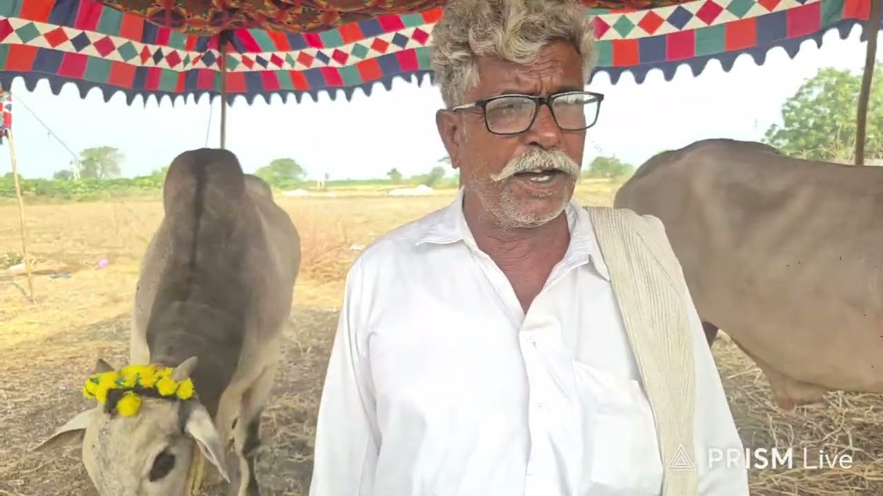 Goplam Brahamaya నాదెండ్లకు వచ్చిన  Juniors Bulls |  నాదెండ్ల ఒంగోలు ఎద్దుల పందెం
