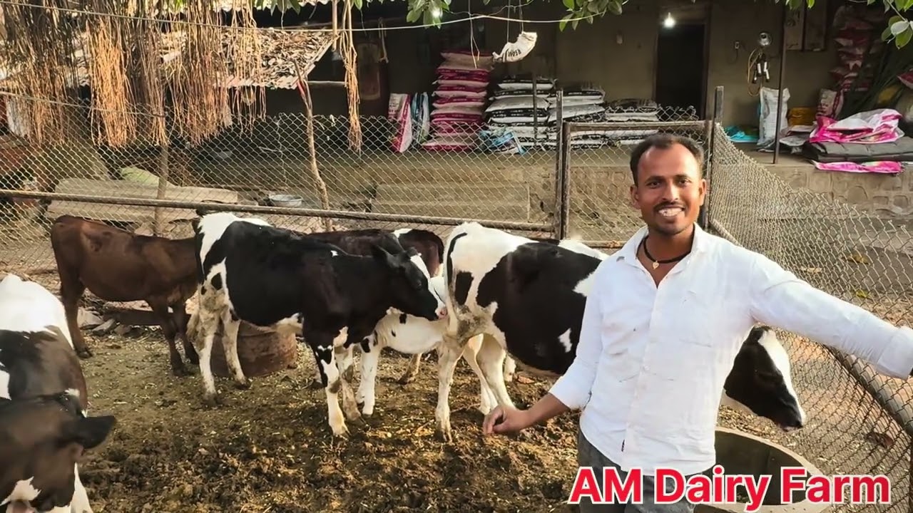 वाह…👌ब्रीडिंग च्या कालवडींचे संगोपन असावे तर असे 🐄🔝👌 कालवड संगोपन जबरदस्त रोज 1 kg वजन वाढ 🙌🏻 