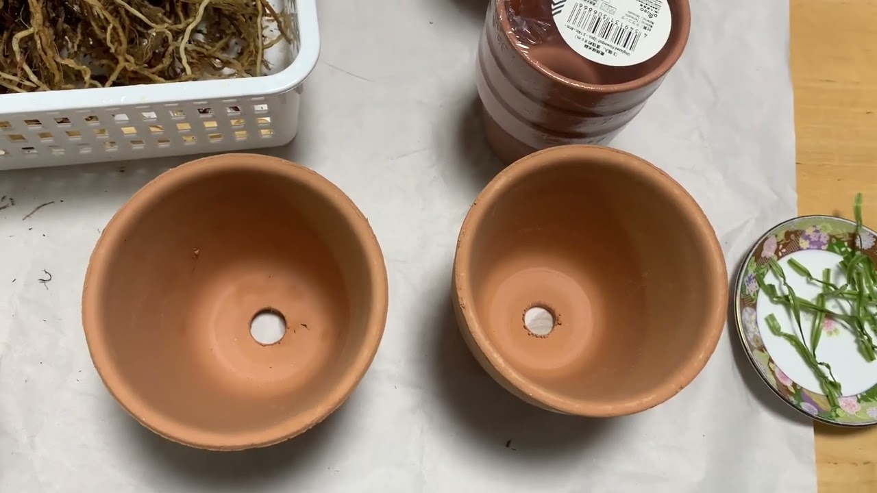 洋ラン🔰初めてのデンドロビウム🪻解体して植えかえました