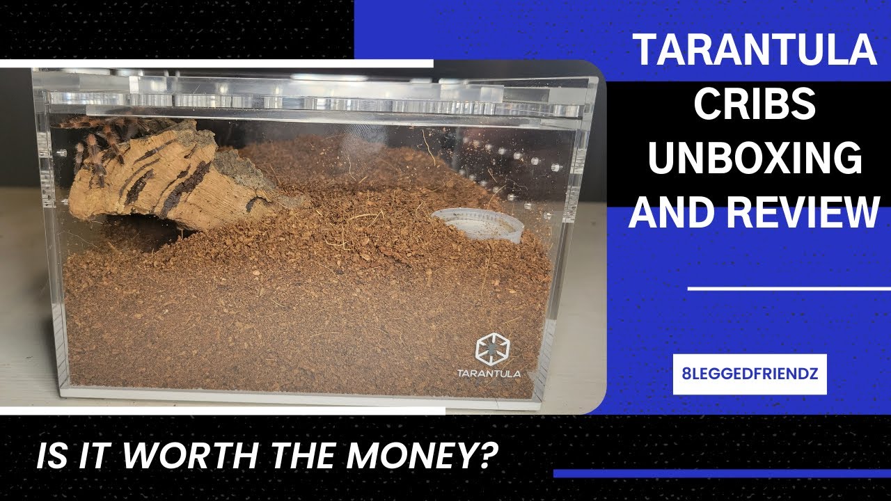 Is Tarantula Cribs Worth the High Price?