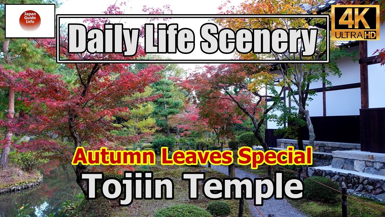 "Tojiin Temple in Autumn Colors"  紅葉の等持院【4K】Daily Life Scenery
