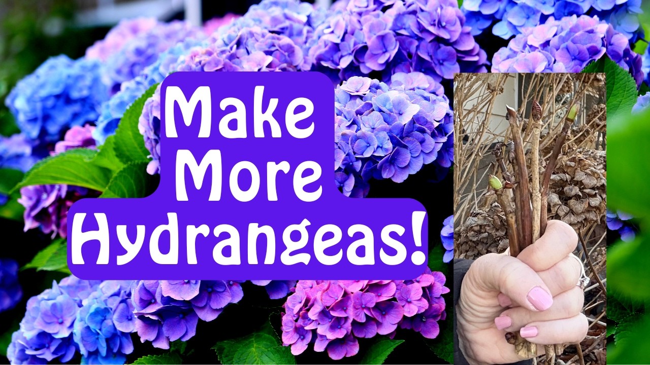 🌸Simple Winter Hardwood Hydrangea Cuttings for Propagation🌿✨