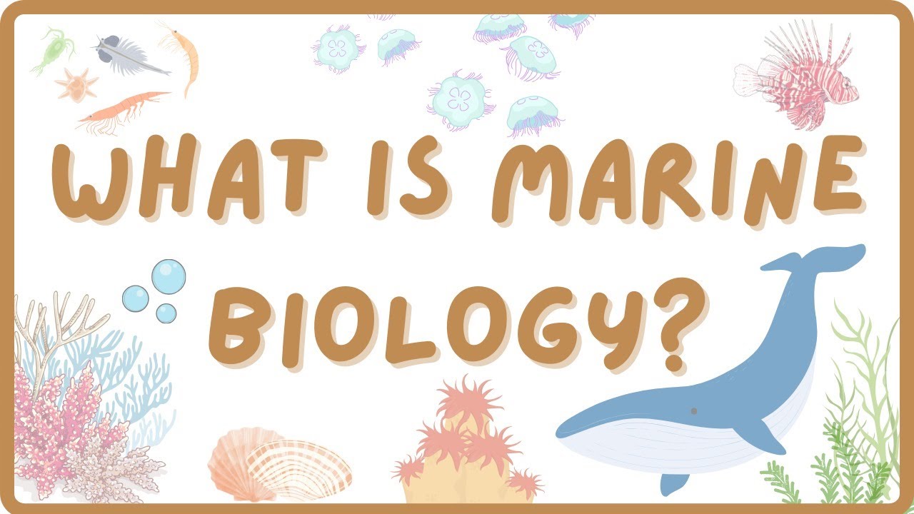 What is Marine Biology? | Explore Marine Biology